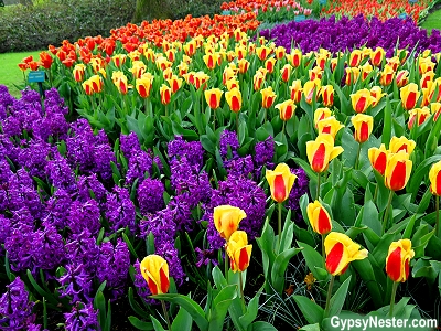 Tulips in the Keukenhof Gardens in Lisse, Holland, The Netherlands