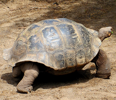 Giant tortoise at the Breeding Center on Isabela Island
