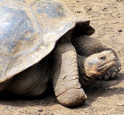 Giant tortoise at the Breeding Center on Isabela Island in the Galapagos