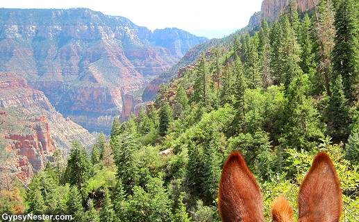 The Grand Canyon on a mule!