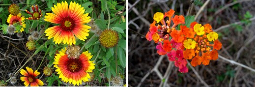 Flora of Grand Isle