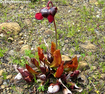 Pitcher Plant, the provencial flower of Newfoundland