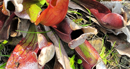 Pitcher Plant, the provencial flower of Newfoundland