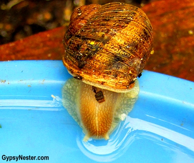 A snail takes a drink of water at Glasshouse Gourmet Snails in the Hinterlands of Queensland, Australia