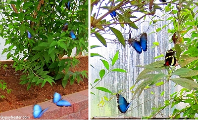 Blue butterflies in the Butterfly Garden of the Newfoundland Insectarium