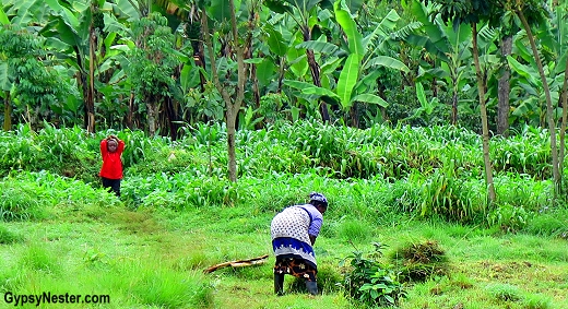 Farming on the slopes of Mt. Kilimanjaro