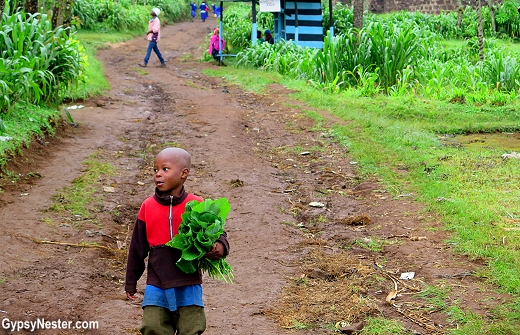 Farming on the slopes of Mt. Kilimanjaro