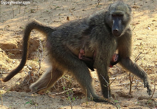 A baby baboon clings to its mother in Kruger National Park in South Africa