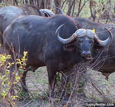 An African Buffalo in Kruger National Park in South Africa