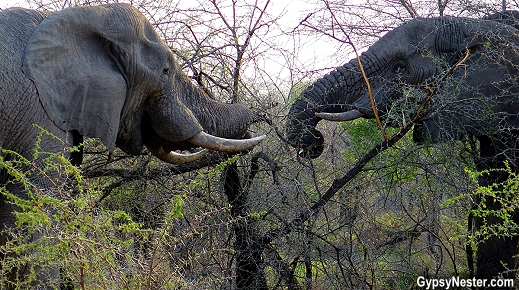 Elephants in Kruger National Park in South Africa