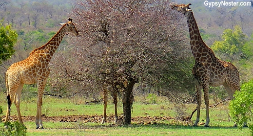 Giraffes grazing on trees in Kruger National Park in South Africa