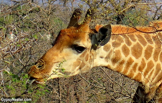 A giraffe eating from the treetops in Kruger National Park in South Africa