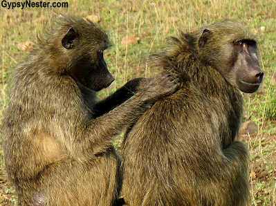 Baboons groom each other in Kruger National Park, South Africa