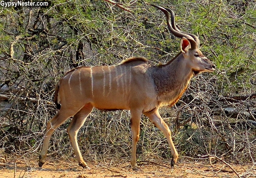 A kudu in Kruger National Park in South Africa