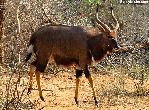 A kudu on Kruger National Park in South Africa