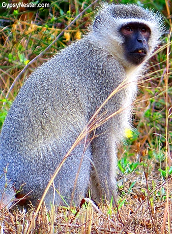 Vervet monkey in South Africa