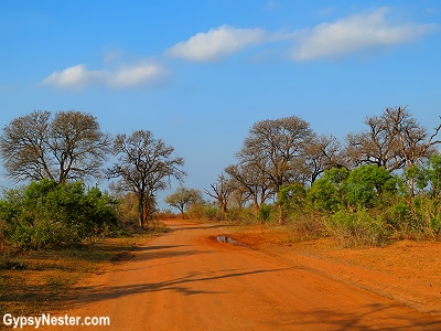 Driving in Kruger National Park, South Africa