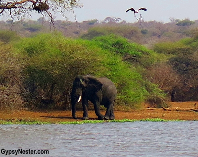 An elephant walks by a river in Kruger National Park, South Africa