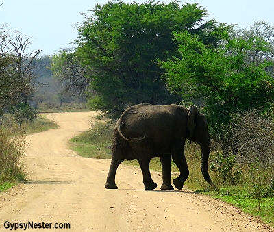 An elephant crosses the road in Kruger National Park, South Africa