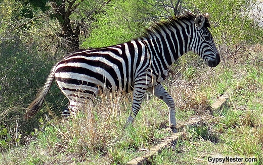 A zebra at Kruger National Park, South Africa