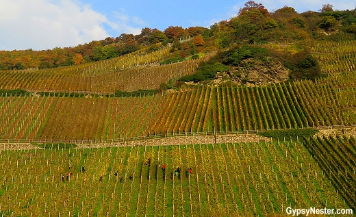 Riesling wine country in Germany
