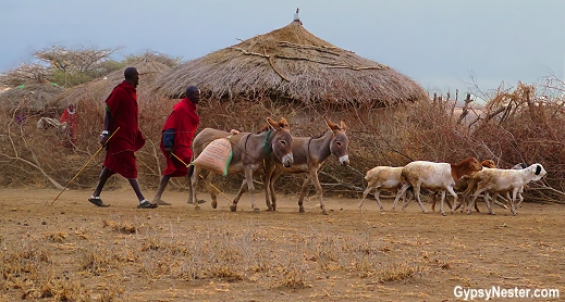 Maasai herding livestock outside their huts in Tanzania, Africa