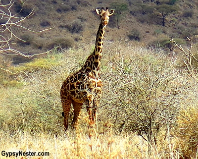 We spotted a giraffe in Tanzania, Africa! With Discover Corps