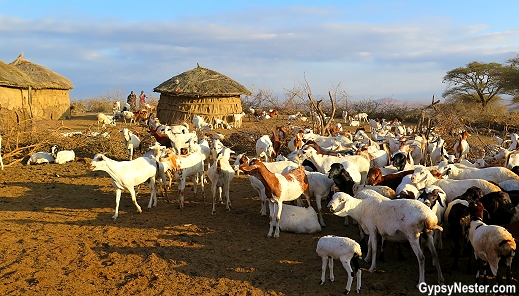 A Maasai village in The Great Rift Valley, Tanzania, Africa