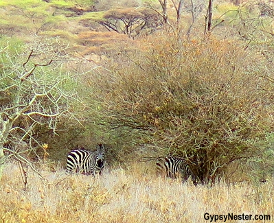 We spotted zebra in Tanzania, Africa! With Discover Corps