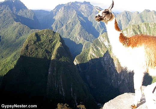Pensive llama at Machu Picchu