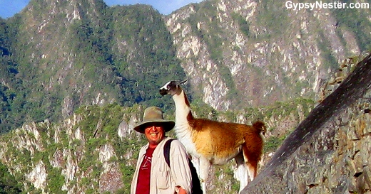 Llama Photo Bomb!