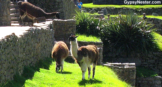 Machu Picchu llamas!
