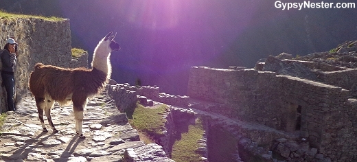 Trapped by a llama in Machu Picchu!