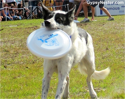 Disc-Connected K-9 Frisbee Dog