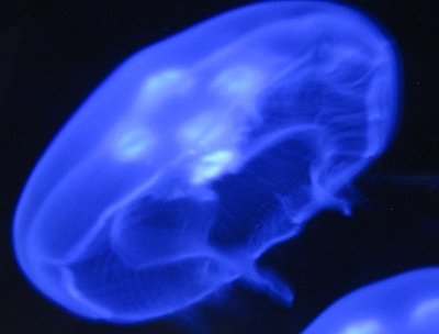 Jellyfish exhibit at Smithsonian Marine Ecosystems Exhibit