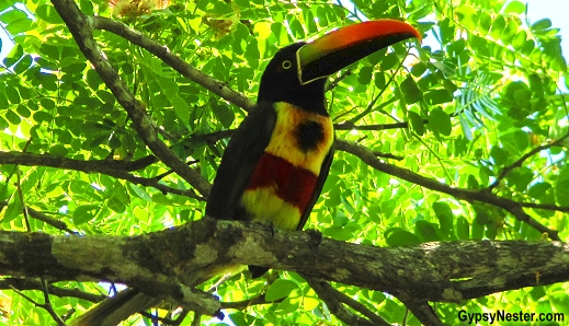 A fiery-billed aracari spotted in Manuel Antonio National Park, Costa Rica