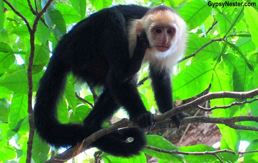 A capuchin monkey spotted in Manuel Antonio National Park, Costa Rica