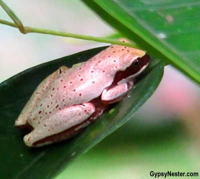 A tree frog spotted in Manuel Antonio National Park, Costa Rica. GypsyNester.com