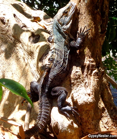 A black spiny-tailed iguana spotted in Manuel Antonio National Park, Costa Rica