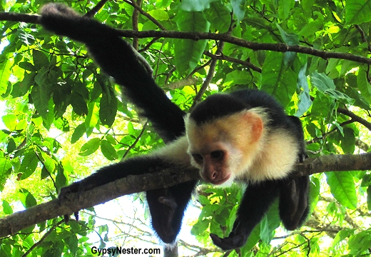 A capuchin monkey spotted in Manuel Antonio National Park, Costa Rica