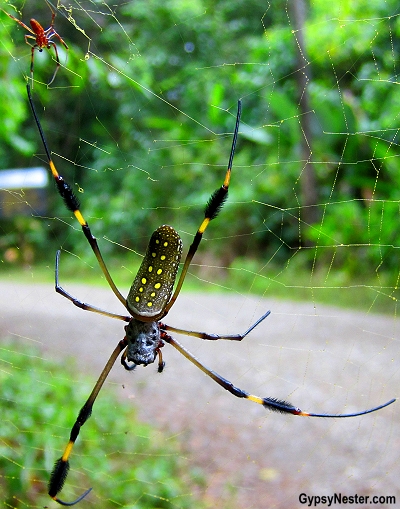 A giant banana spider spotted in Manuel Antonio National Park, Costa Rica. GypsyNester.com