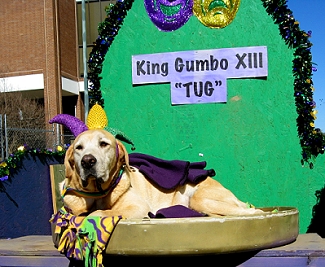 Canine King of Mardi Gras Dog Parade