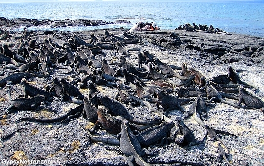 Thousands upon thousands of endemic marine iguanas have made their home at Punta Espinoza 