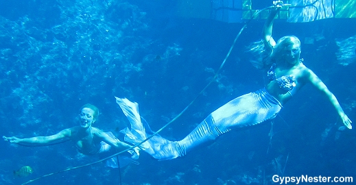 The Mermaids of Weeki Wachee Springs, Florida