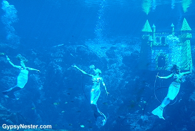 The Mermaids of Weeki Wachee Springs, Florida
