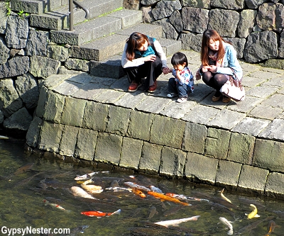 A child looks at the fish in Nagasaki, Japan