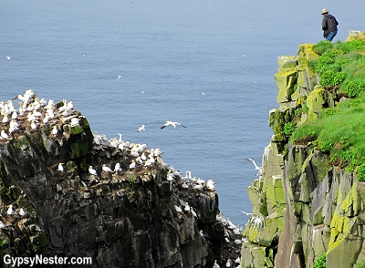 Bird Rock at Cape St. Marys in Newfoundland