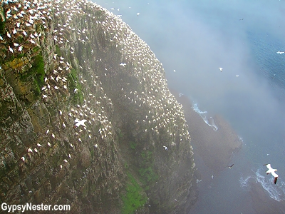 Bird Rock at Cape St. Mary's Ecological Reserve, Newfoundland, Canada