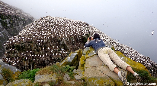 Bird Rock at Cape St. Marys in Newfoundland