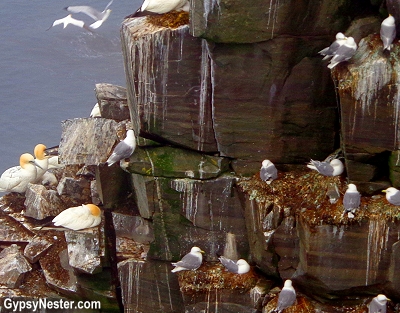 Black-legged Kittiwakes and gannets in St. Mary's Ecological Reserve in Newfoundland